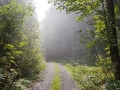 Gorillas im Nebel